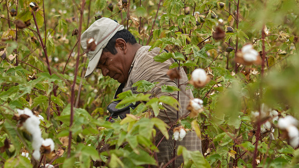 We're Growing Our Regenerative Organic Certified® Cotton